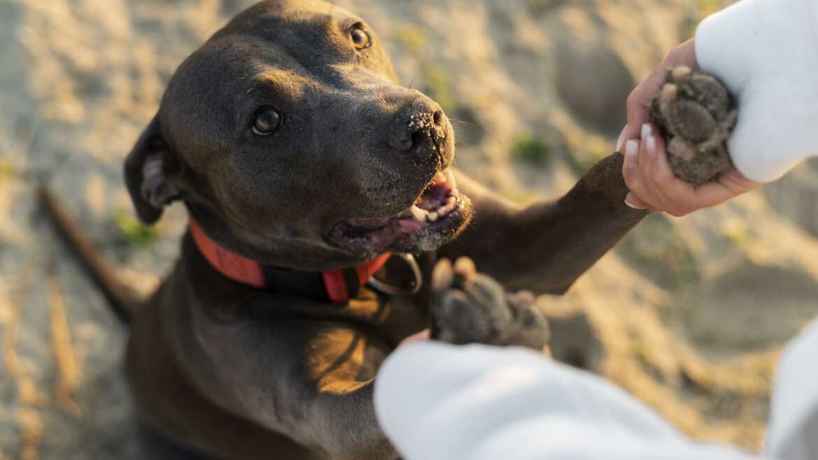 Carnet para perros potencialmente peligrosos en Sevilla: ¿por qué es necesario?